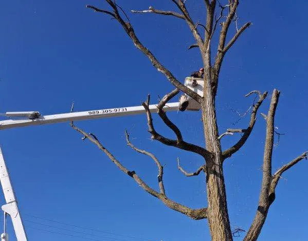 Dead tree removal - Hale
