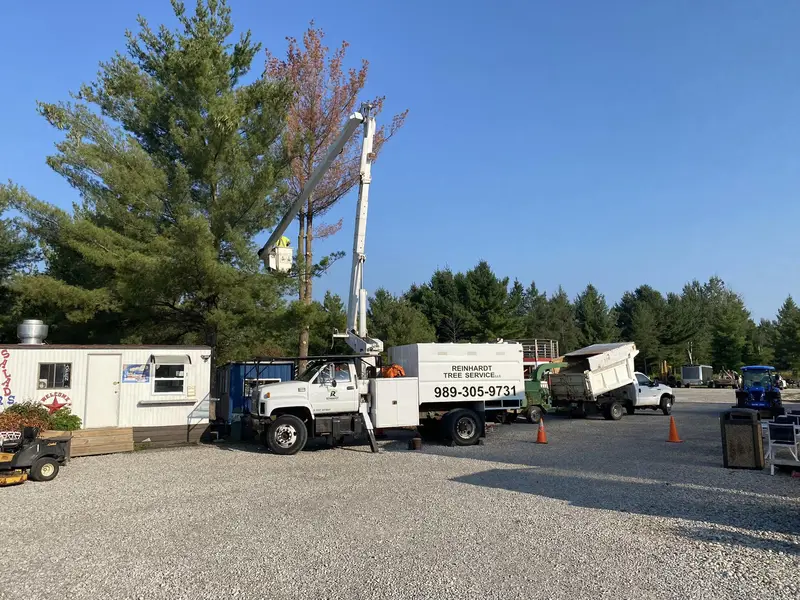 Tree removal: dead pine at a commercial lot