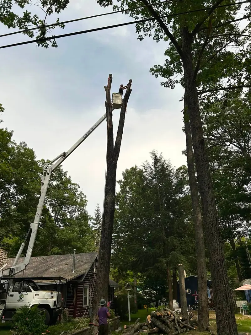 Tree removal: topping a tall hardwood spar beside a log cabin