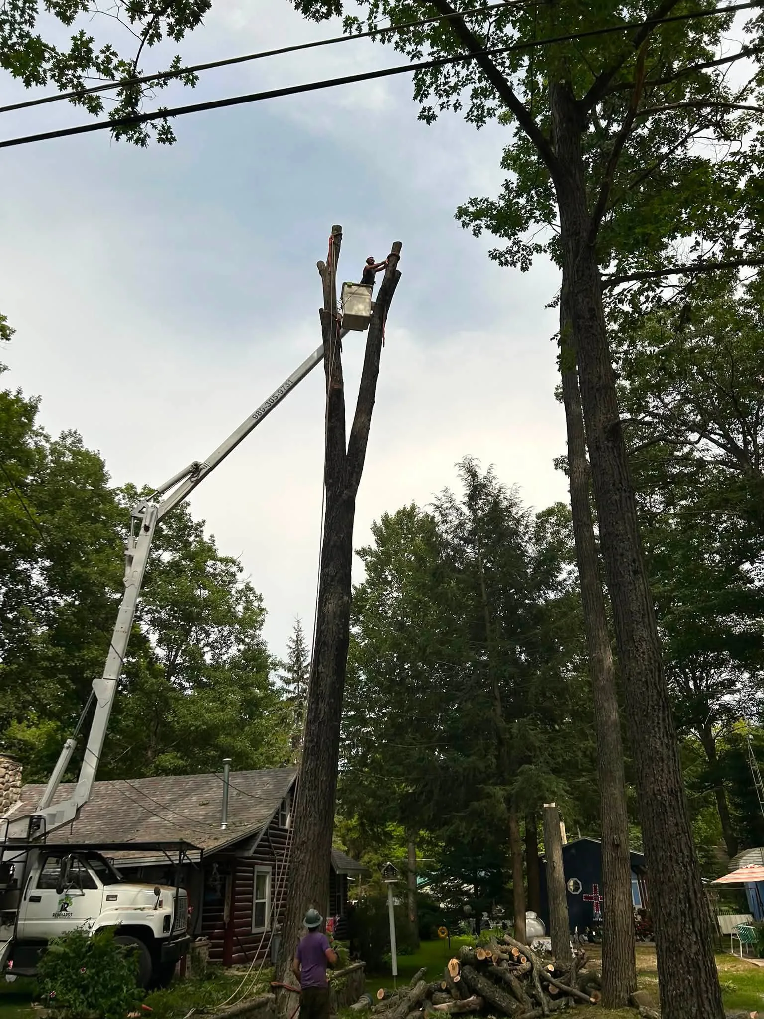 Tree removal: topping a tall hardwood spar beside a log cabin