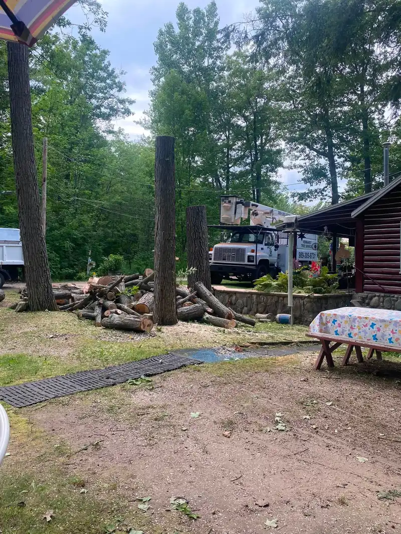 Tree removal: large hardwoods at a cottage, logs bucked