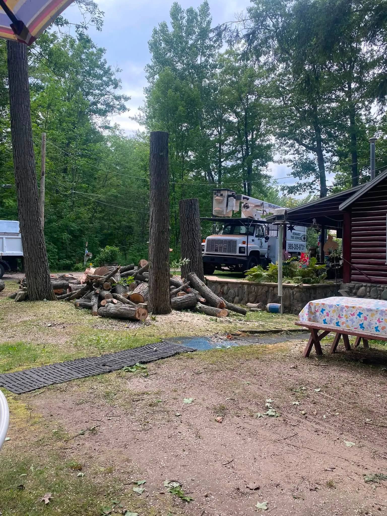 Tree removal: large hardwoods at a cottage, logs bucked