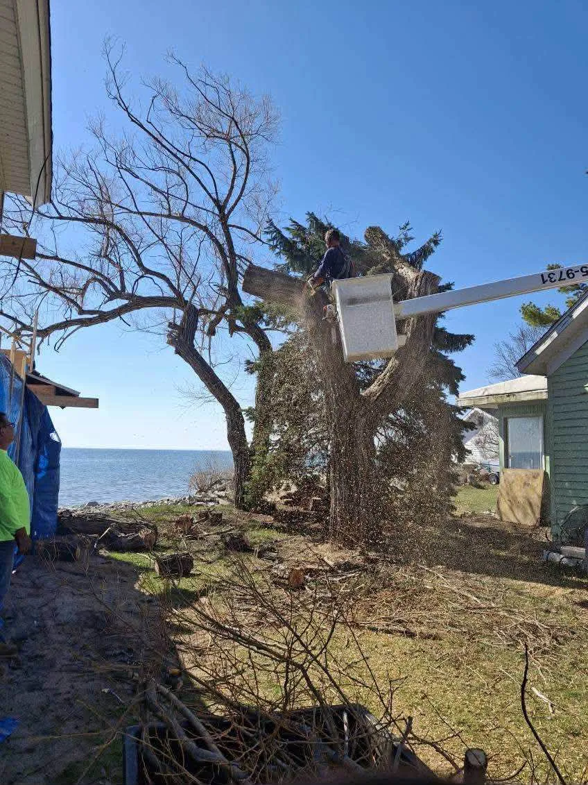 Tree removal: leaning hardwood on a lakeshore