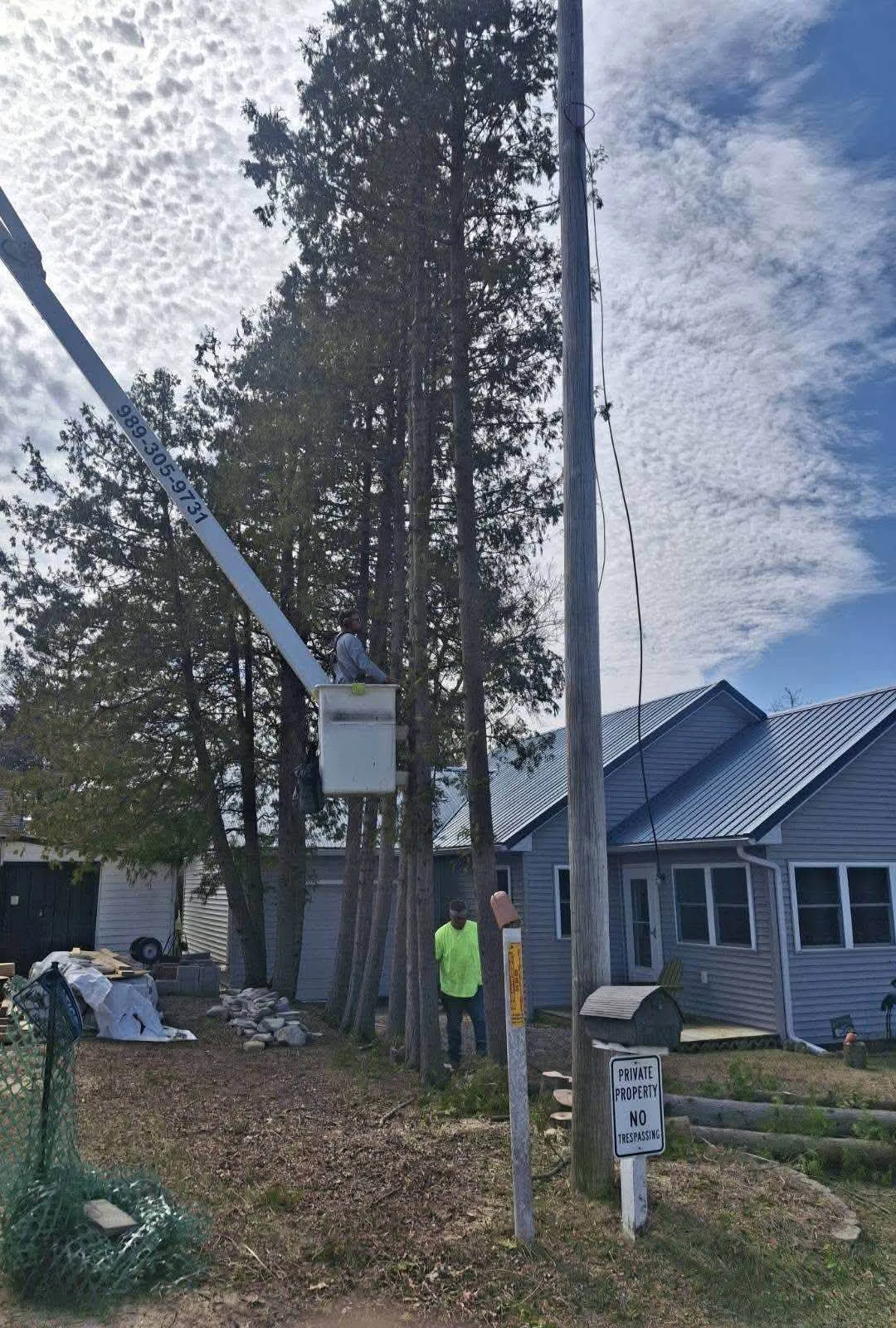 Tree removal: cedar row between two houses (before)