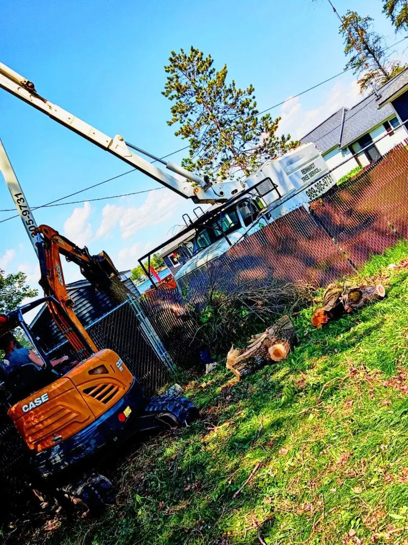 Tree removal with equipment on site