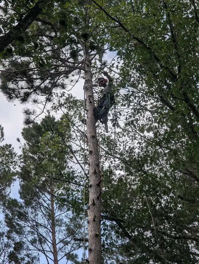 Tree trimming: climbing a red pine on rope and spurs