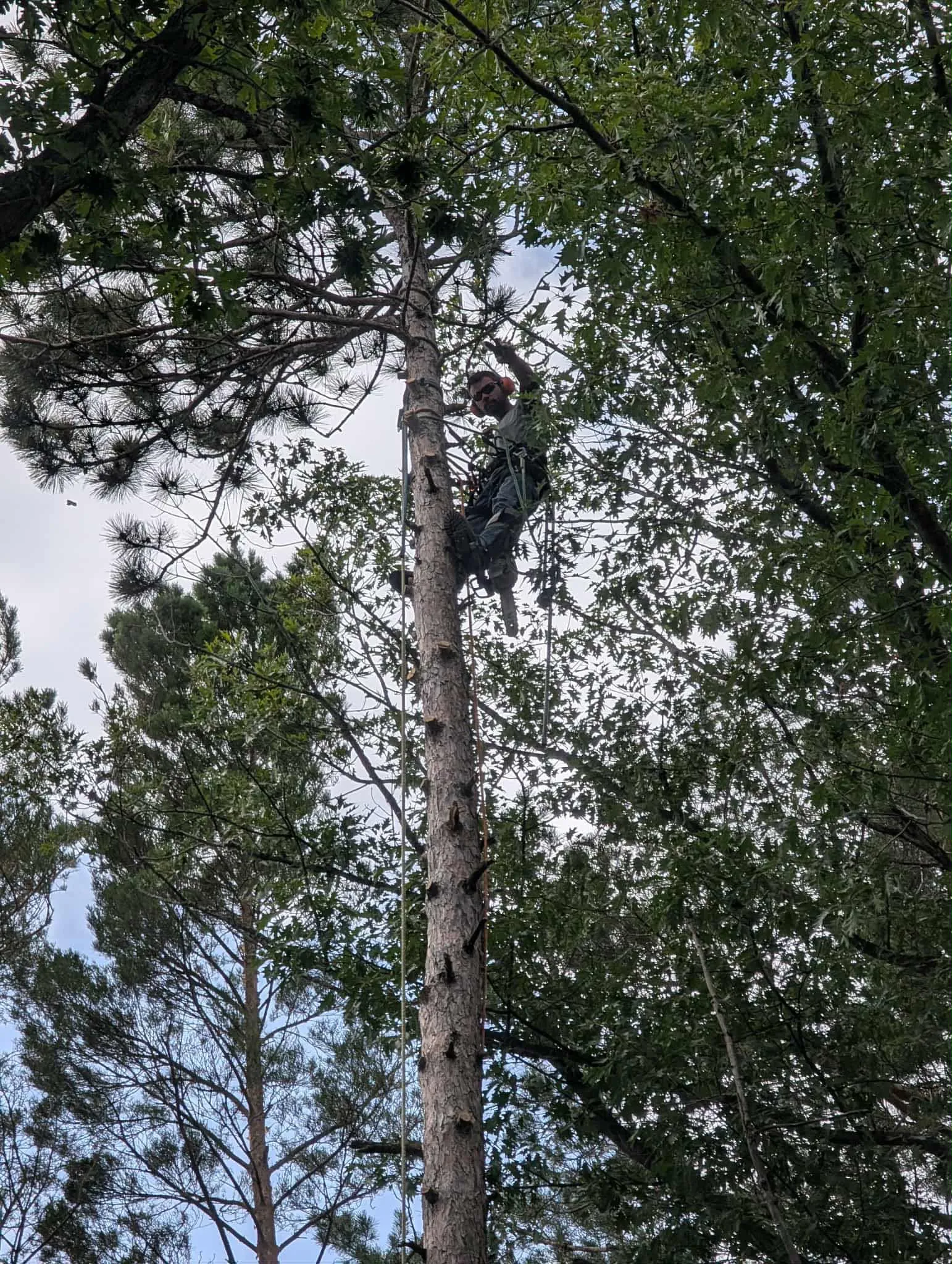 Tree trimming: climbing a red pine on rope and spurs