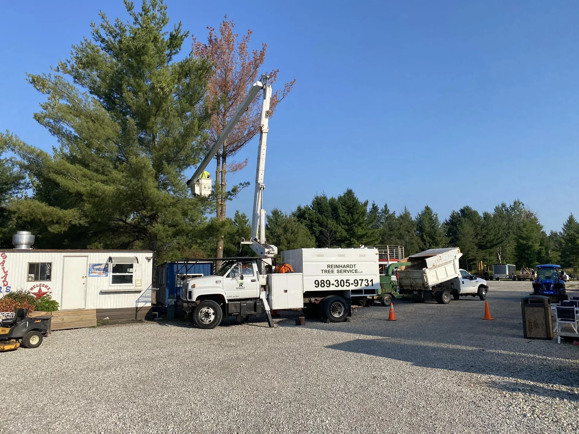 Reinhardt Tree Service bucket truck with the boom extended on a dead pine near Hale, Michigan