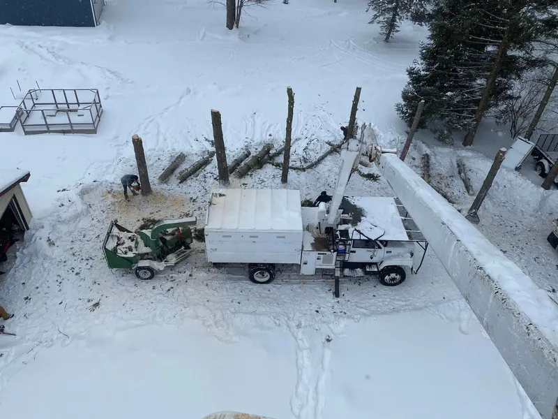 A dead tree taken down over snow-covered ground in winter