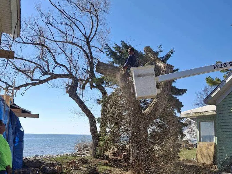 A dead tree being taken down in sections from the bucket truck on a lakefront lot
