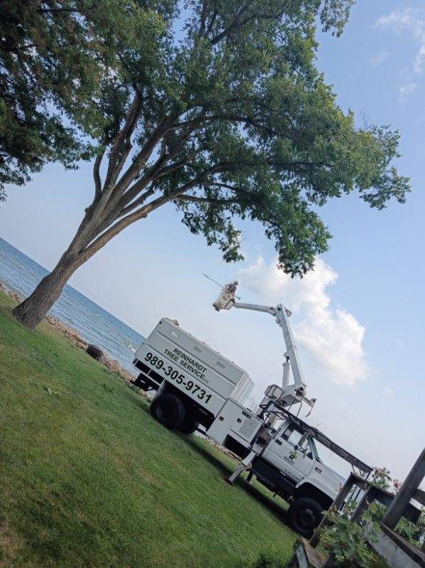Tree Removal by Reinhardt Tree Service
